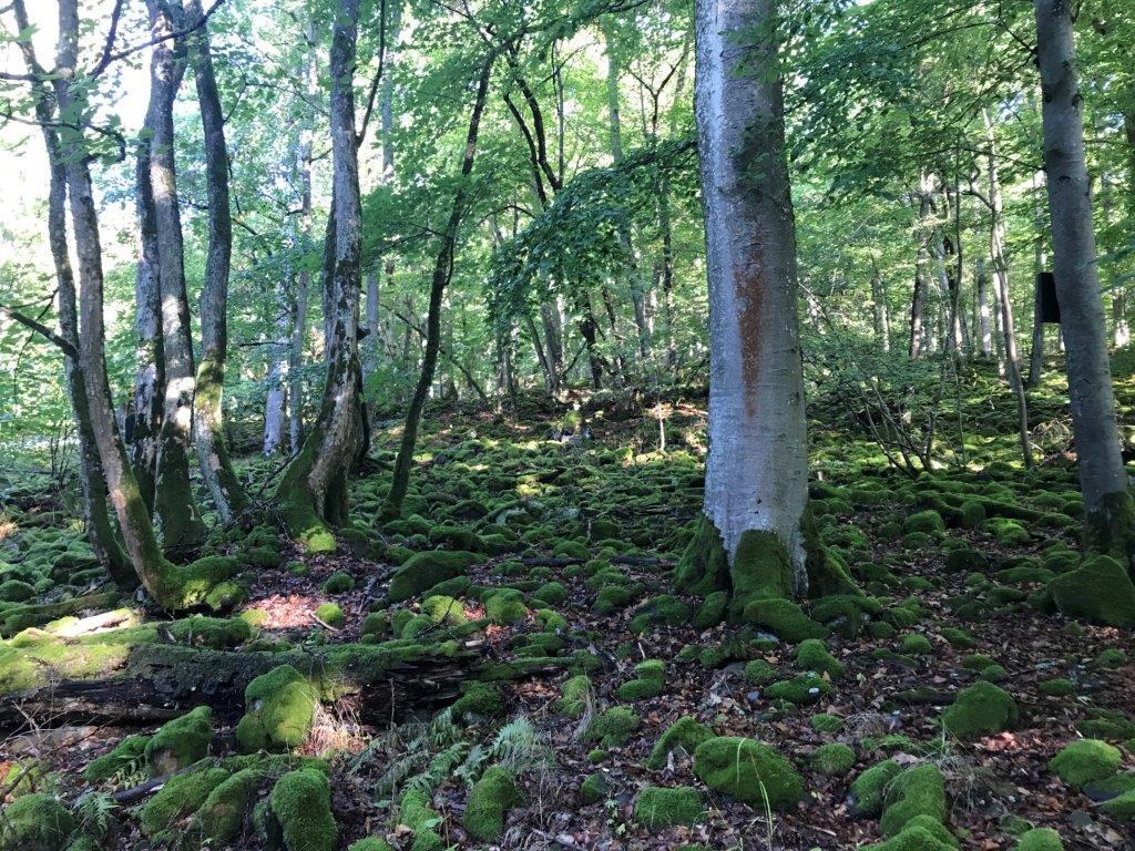 Bild08-Basaltbrocken bemoost