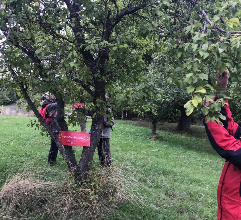 Bild17-Probierbaum Streuobstwiese