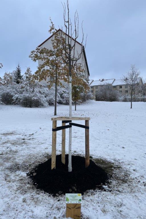 Die Winterlinde